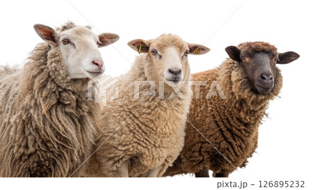 sheep isolated on a white background 126895232