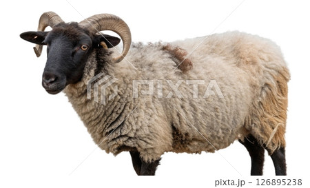 sheep isolated on white background sheep isolated on white background 126895238
