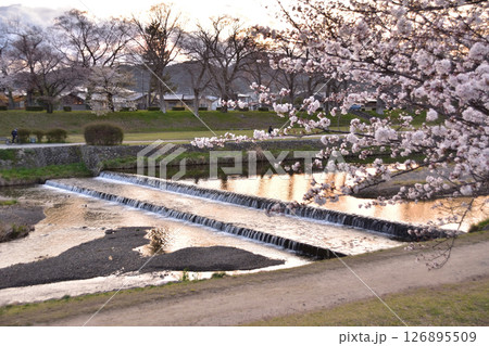 京都・賀茂川の桜と夕焼け 126895509