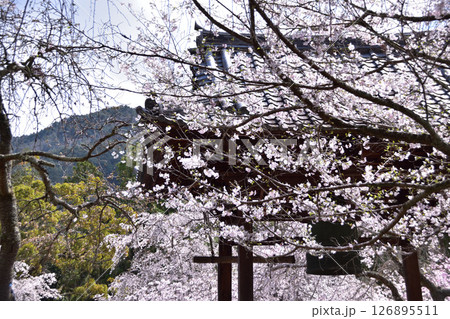 京都醍醐寺・鐘楼と桜 京都醍醐寺・鐘楼と桜 126895511