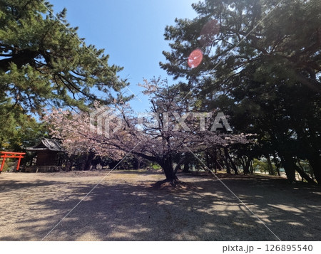 愛知県安城市 榎前八剱神社 愛知県安城市 榎前八剱神社 126895540