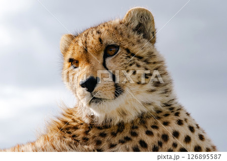 cheetah close-up portrait, head shot 126895587