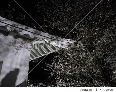 桜満開の山形城跡　ライトアップされた霞城公園 126895696