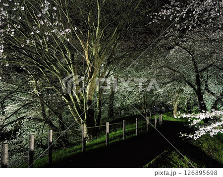 桜満開の山形城跡 ライトアップされた霞城公園 桜満開の山形城跡 ライトアップされた霞城公園 126895698