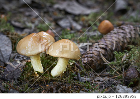 Suillus granulatus Suillus granulatus 126895958