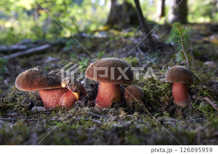 Sutorius luridiformis Sutorius luridiformis 126895959