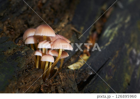 Mycena renati 126895960