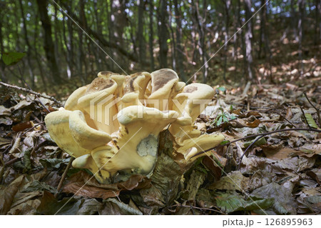 Meripilus giganteus 126895963