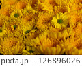 黄色い菊の花 126896026