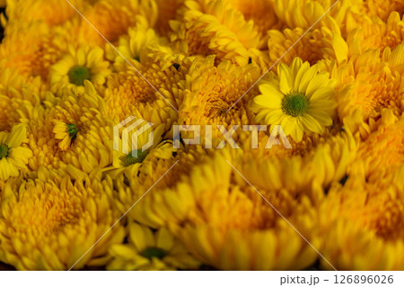 黄色い菊の花 黄色い菊の花 126896026