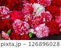 赤い花 126896028