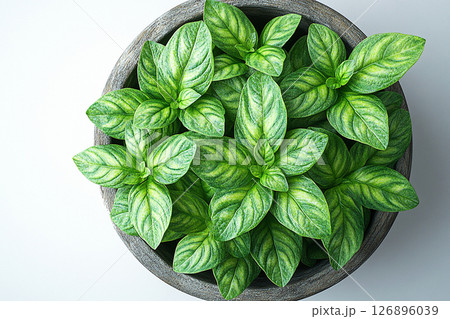 Herb in gray pot. Top view. Green basil plant with lush green leaves on a white background. Herb in gray pot. Top view 126896039