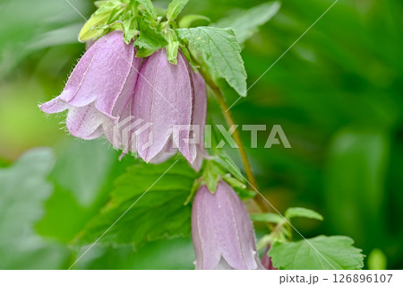 ホタルブクロ 126896107