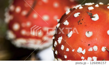 Fly Agaric, Sierra de Guadarrama National Park, Spain 126896157
