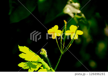 逆光に輝く有毒植物のキツネボタンの花と葉と実とつぼみ 126896281