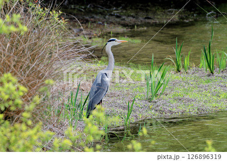 水辺のアオサギ 126896319