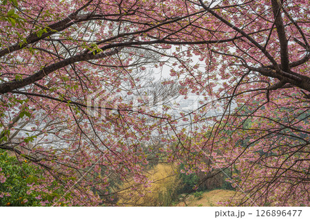 静岡市の円山花木園から見た雪の降る中咲く河津桜(静岡県) 126896477
