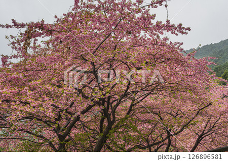 静岡市の円山花木園から見た雪の降る中咲く河津桜(静岡県) 126896581