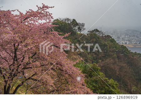 静岡市の円山花木園から見た静岡市の街並みと雪の降る中咲く河津桜(静岡県) 126896919