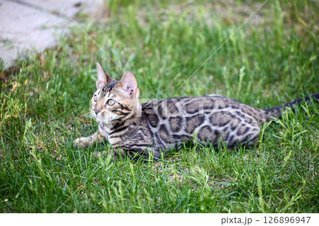 A Bengal kitten frolics in lush green grass A Bengal kitten frolics in lush green grass 126896947