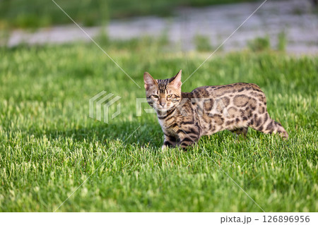 A captivating image of a Bengal kitten exuding charm and tender grace A captivating image of a Bengal kitten exuding charm and tender grace 126896956