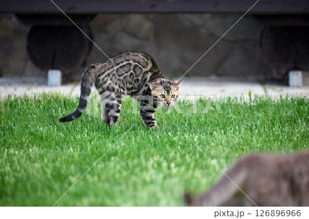 Domestic Cat and Bengal Kitten in Tense First Encounter Domestic Cat and Bengal Kitten in Tense First Encounter 126896966