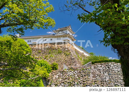 《兵庫県》姫路城・初夏の新緑シーズン 《兵庫県》姫路城・初夏の新緑シーズン 126897111