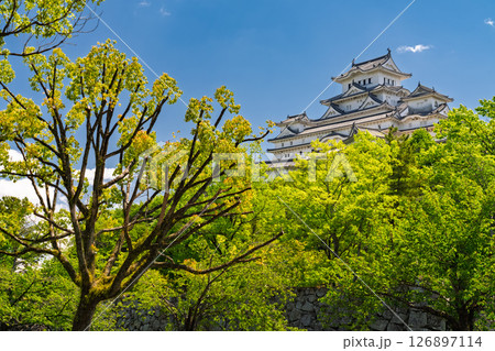 《兵庫県》姫路城・初夏の新緑シーズン 《兵庫県》姫路城・初夏の新緑シーズン 126897114