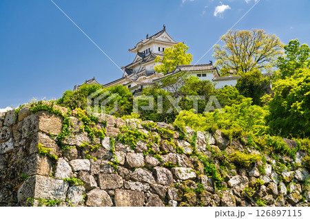 《兵庫県》姫路城・初夏の新緑シーズン 《兵庫県》姫路城・初夏の新緑シーズン 126897115