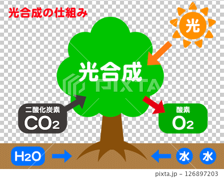 自然と木と光合成の仕組みの図解イラスト素材2 126897203