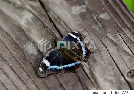 人工物に止まる越冬蝶ルリタテハ 126897229