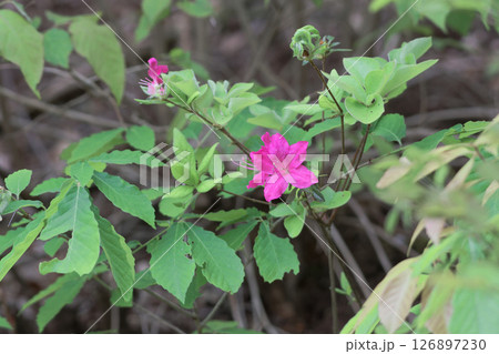 ツツジ科ヤマツツジの開花 126897230