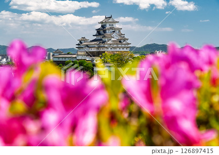 《兵庫県》姫路城とつつじの花 《兵庫県》姫路城とつつじの花 126897415