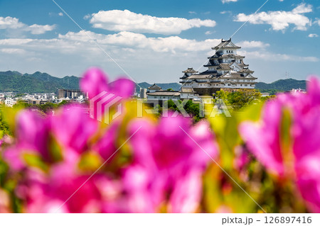《兵庫県》姫路城とつつじの花 126897416