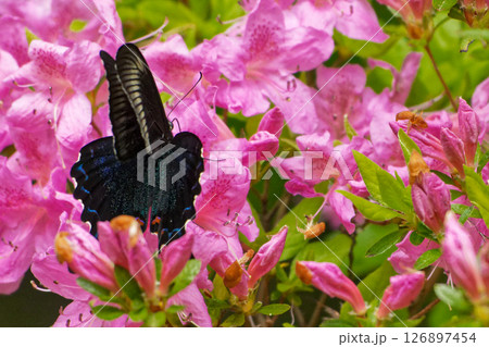 クロアゲハの吸蜜 126897454