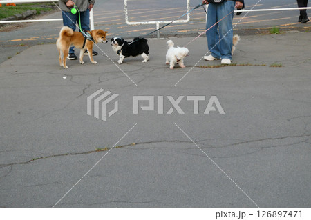 うるさい子犬たちに困れこまり顔の柴犬 うるさい子犬たちに困れこまり顔の柴犬 126897471