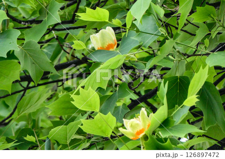 チューリップの花のようなユリの木の花 チューリップの花のようなユリの木の花 126897472