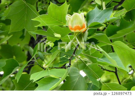 チューリップの花のようなユリの木の花 チューリップの花のようなユリの木の花 126897473