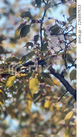 Sakura cherry blossoms in park in spring. Cherry flower petals fly in air. Branches of blossoming flowering plants on natural background. Fresh green tree leaves of light outdoors. High quality photo 126897613