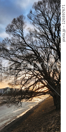 Leafless tree stands prominently by a riverside under a cloudy sky at dusk, with buildings in the distance. Soft reflections on icy water create a serene winter scene.  126897671