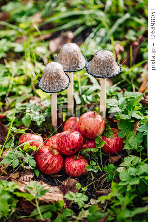Lawyer's wig mushrooms growing near red apples on green grass 126898051
