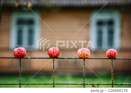 Four ripe red apples resting on an old rusty fence in front of a wooden house 126898176