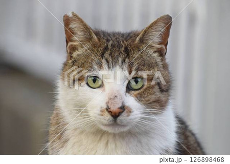 地域猫のケンちゃん 126898468