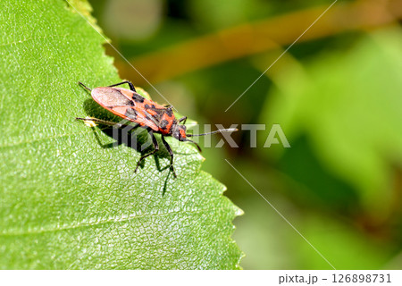 The henbane pincushion bug or Corizus hyoscyami, side view. 126898731