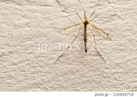 A mosquito with long legs. A mosquito with long legs. 126898738