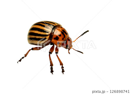 Colorado potato beetle, side view. Colorado potato beetle, side view. 126898741