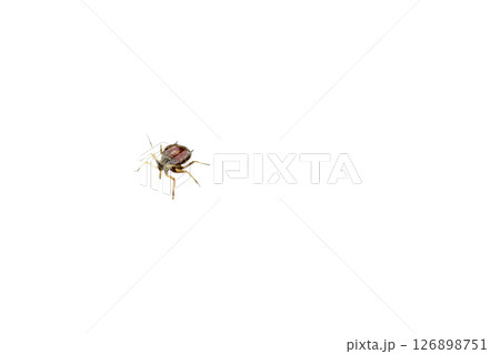 Aphids are a superfamily of insects from the order Hemiptera 126898751