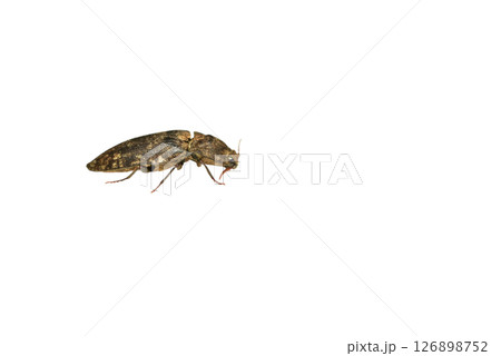 Gray click beetle, side view. 126898752