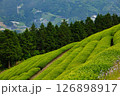 宇治田原町茶畑 126898917