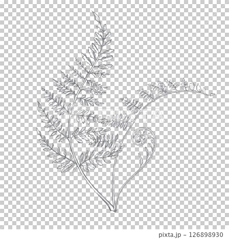 Bouquet of young fern leaves. Isolated pencil illustration on the theme of a magical forest for the design of postcards, coloring books, printing on posters, textiles Bouquet of young fern leaves. Isolated pencil illustration on the theme of a magical forest for the design of postcards, coloring books, printing on posters, textiles 126898930